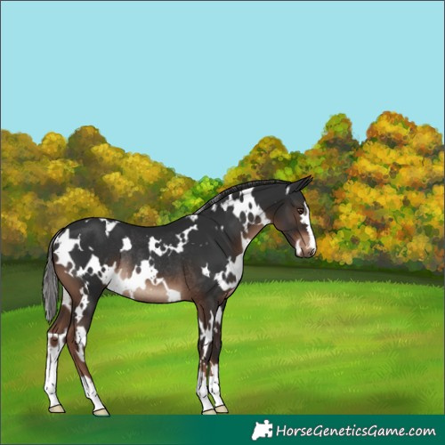 Horse Color:White Spotted Liver Chestnut Rabicano 