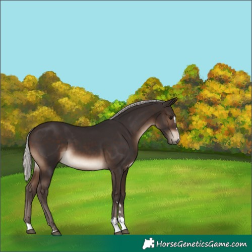 Horse Color:Silver Brown 