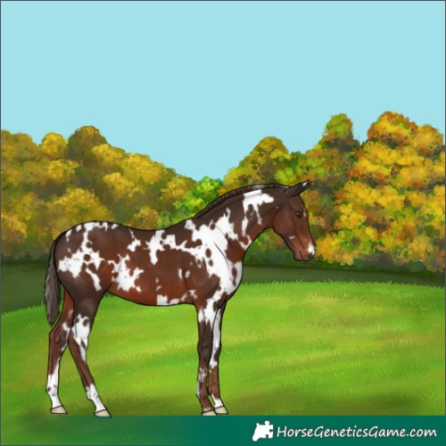 Horse Color:White Spotted Liver Chestnut 
