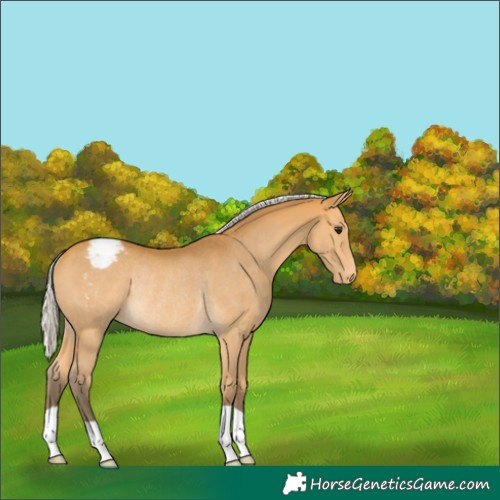 Horse Color:Silver Buckskin Snowcap Rabicano 
