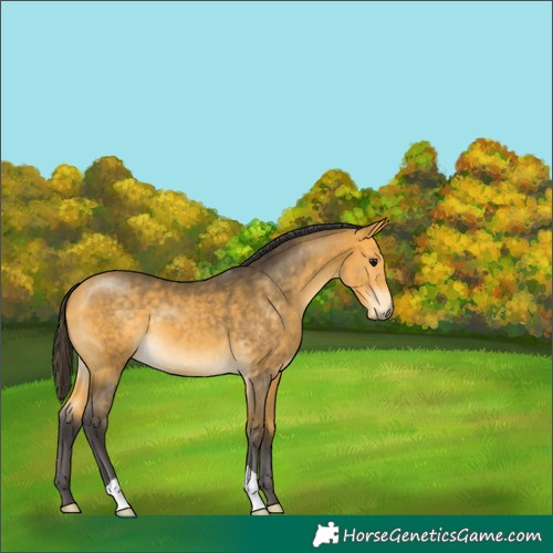 Horse Color:Buckskin 