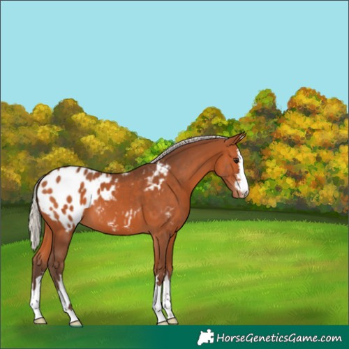 Horse Color:Silver Bay Appaloosa 
