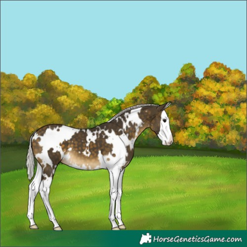 Horse Color:White Spotted Silver Buckskin Splash 