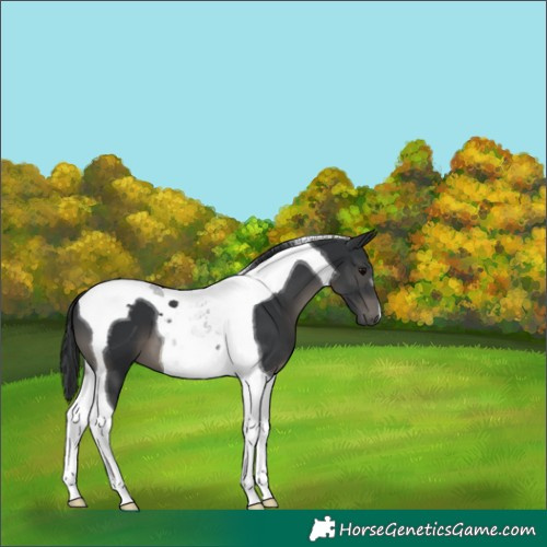 Horse Color:Black Tobiano 