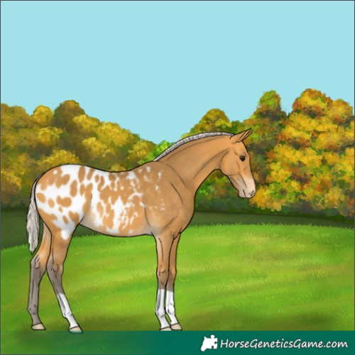 Horse Color:Silver Buckskin Appaloosa 