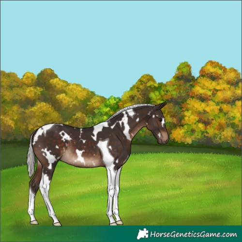 Horse Color:White Spotted Silver Brown Tobiano 