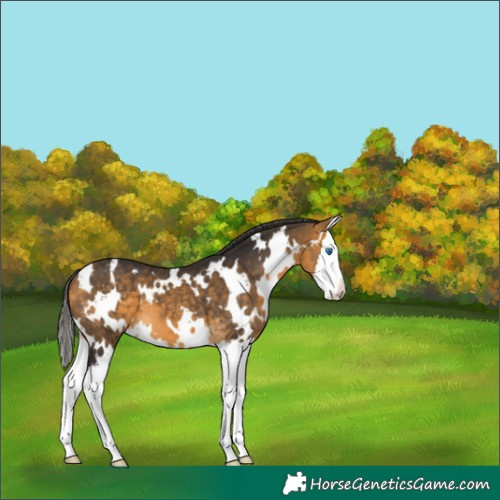 Horse Color:White Spotted Buckskin Splash 