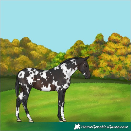 Horse Color:White Spotted Brown 