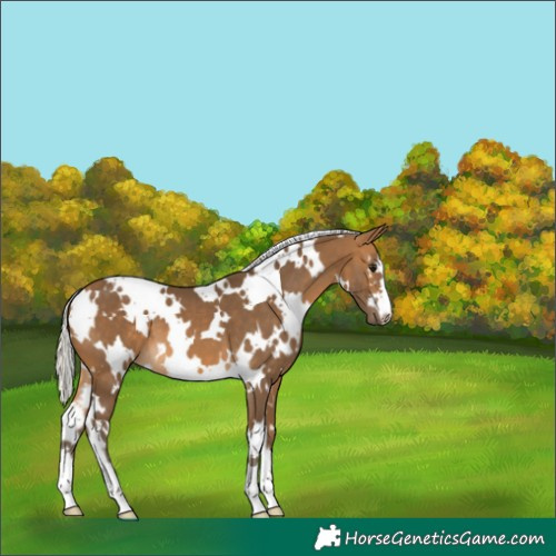 Horse Color:White Spotted Silver Buckskin 