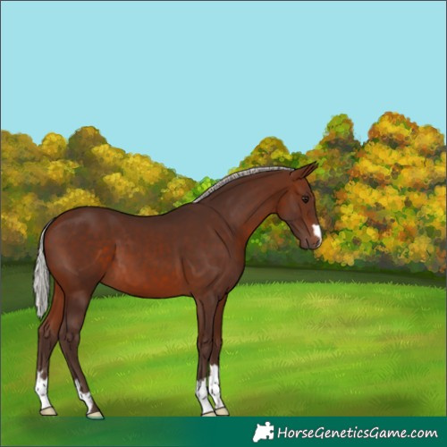 Horse Color:Silver Brown 