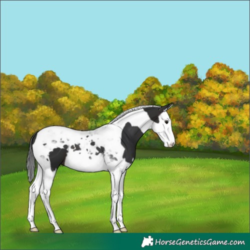 Horse Color:Brown Splash Tobiano 