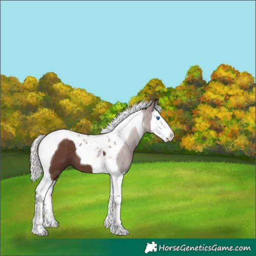 Horse Color:Silver Black Splash Tobiano 