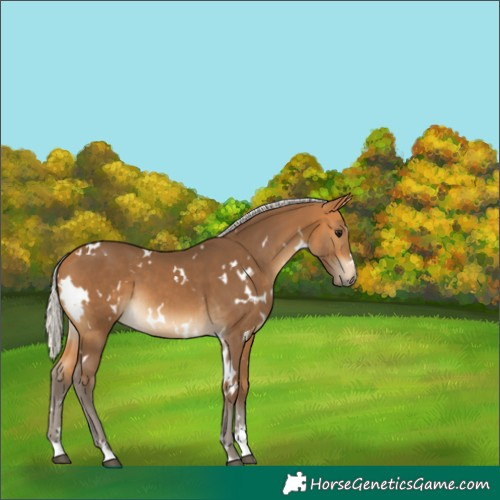 Horse Color:White Spotted Silver Buckskin 