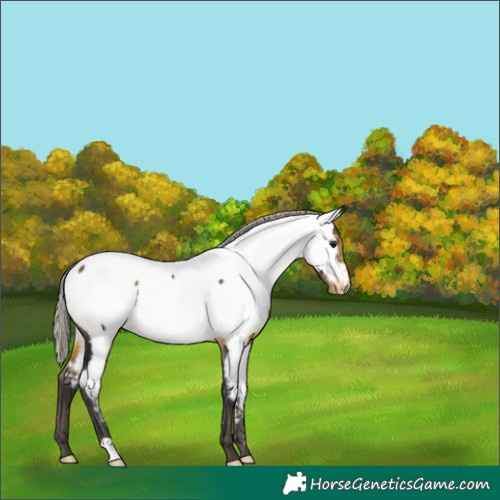 Horse Color:Silver Buckskin Appaloosa Rabicano 