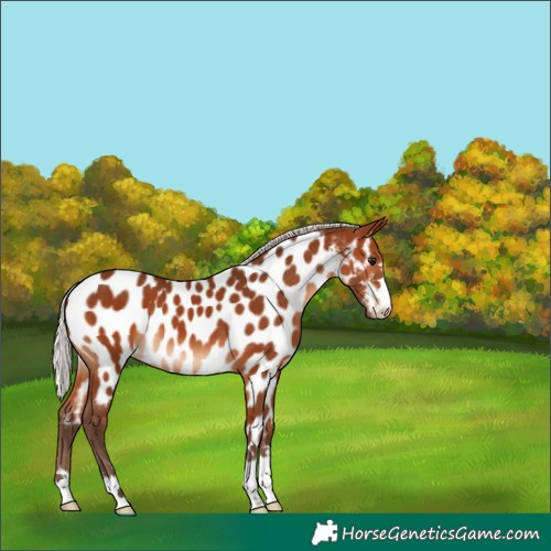 Horse Color:Silver Brown Appaloosa 