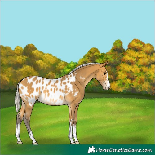 Horse Color:Silver Buckskin Appaloosa 