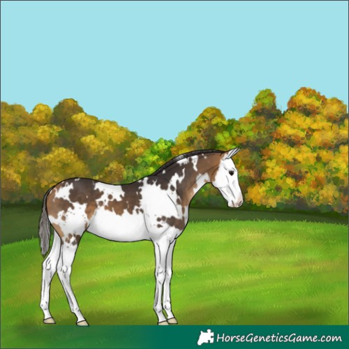 Horse Color:White Spotted Buckskin Splash 