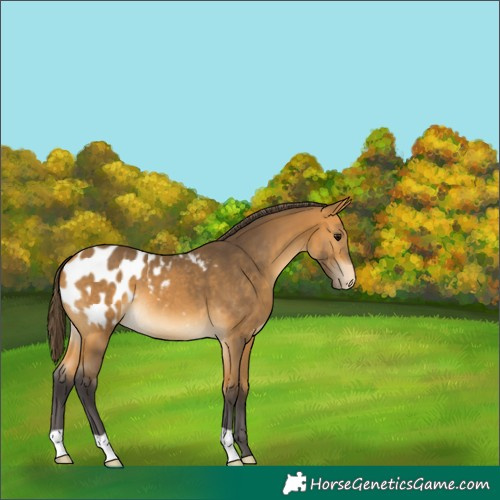 Horse Color:Buckskin Appaloosa 