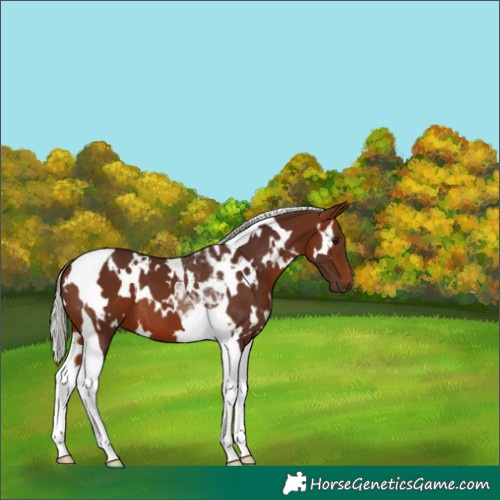 Horse Color:White Spotted Silver Brown Tobiano 