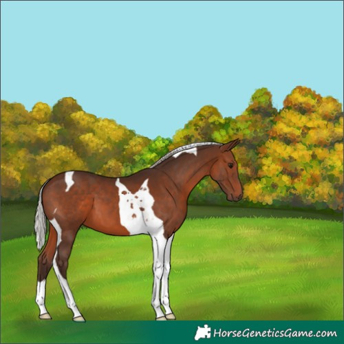 Horse Color:Silver Brown Tobiano 