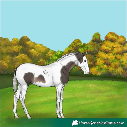 Horse Color:Silver Black Splash Tobiano 