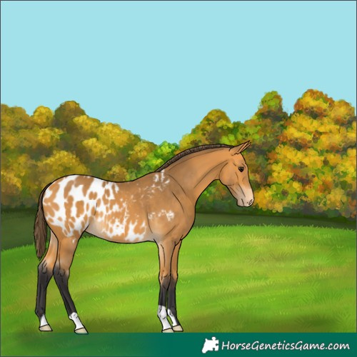 Horse Color:Buckskin Appaloosa 