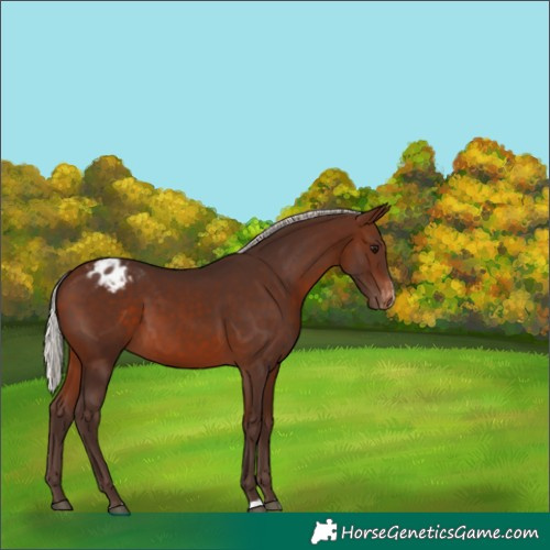 Horse Color:Silver Brown Appaloosa 