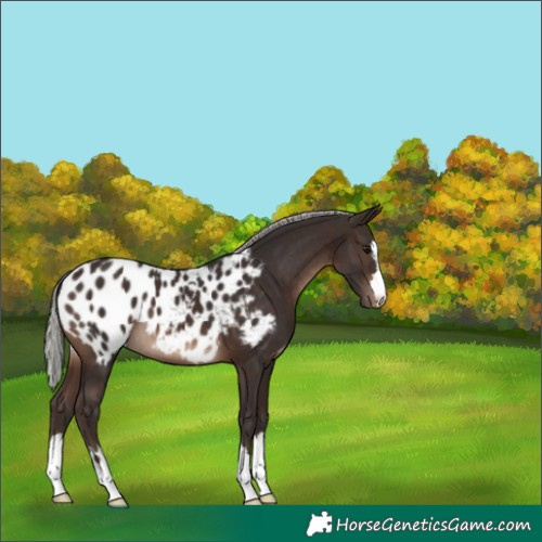 Horse Color:Silver Brown Appaloosa 