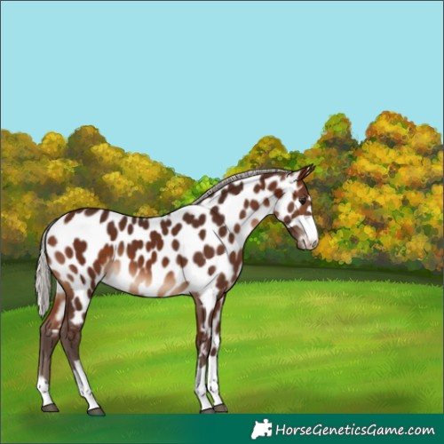 Horse Color:Silver Brown Appaloosa 