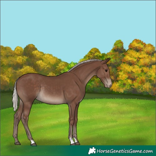 Horse Color:Silver Black Appaloosa Rabicano 