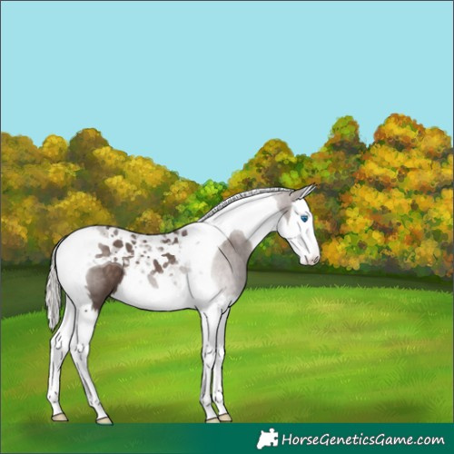 Horse Color:Silver Black Splash Tobiano 