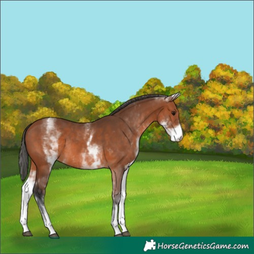Horse Color:White Spotted Bay Rabicano 