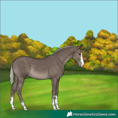 Horse Color:Silver Black 