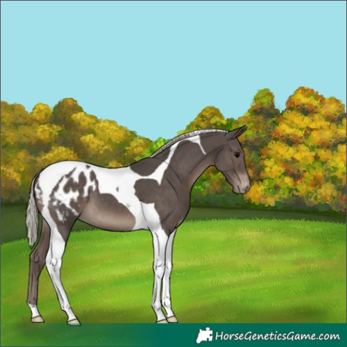 Horse Color:Silver Black Tobiano Appaloosa 