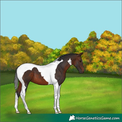 Horse Color:Brown Tobiano 