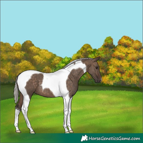 Horse Color:Silver Brown Dun Tobiano 