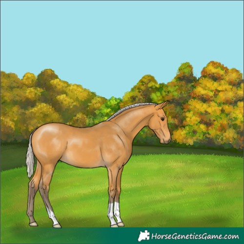 Horse Color:Silver Buckskin 