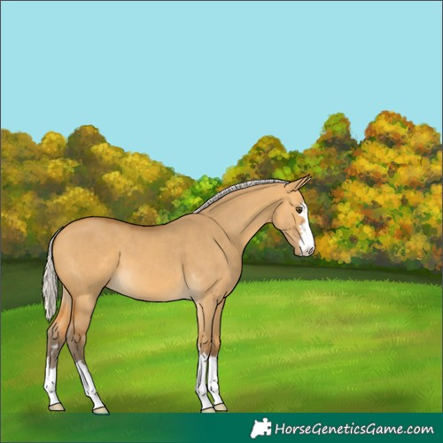 Horse Color:Silver Buckskin Dun 