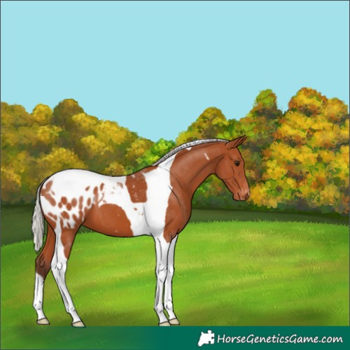 Horse Color:Silver Bay Tobiano Appaloosa 