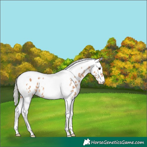 Horse Color:Silver Bay Dun Tobiano Appaloosa 