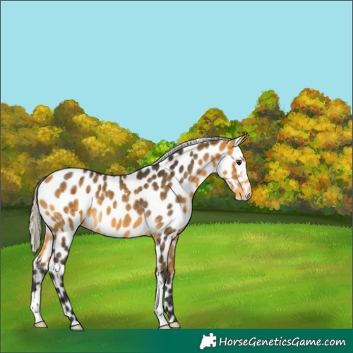 Horse Color:Silver Buckskin Leopard 