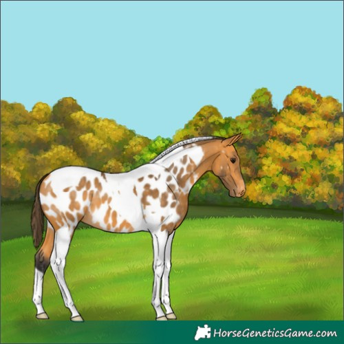 Horse Color:Buckskin Tobiano Near Leopard 