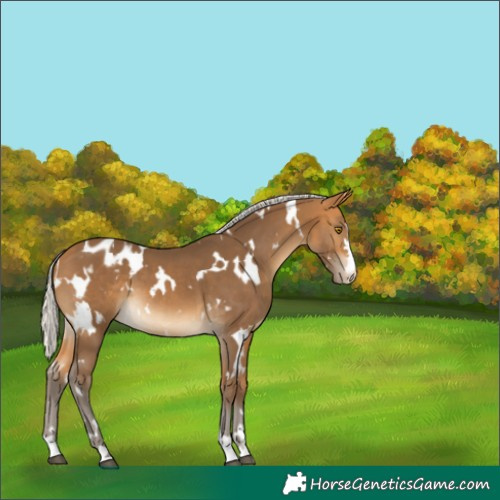 Horse Color:White Spotted Silver Buckskin Blanket 