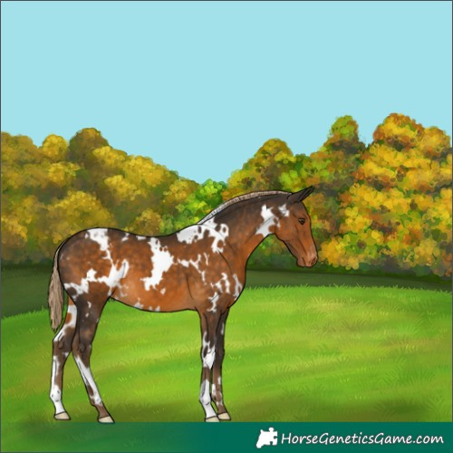 Horse Color:White Spotted Chocolate Palomino Varnish 