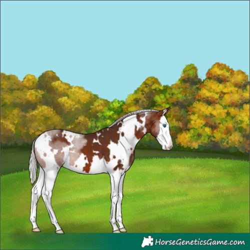 Horse Color:White Spotted Silver Brown Splash 