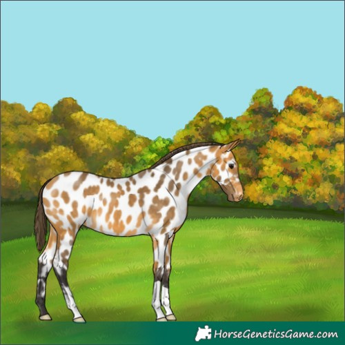 Horse Color:Buckskin Near Leopard 