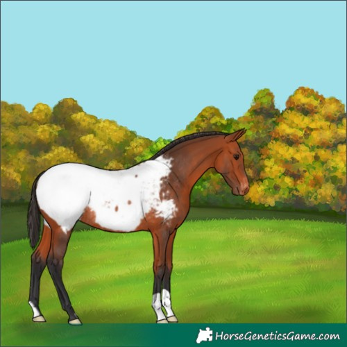 Horse Color:Bay Near Fewspot Rabicano 