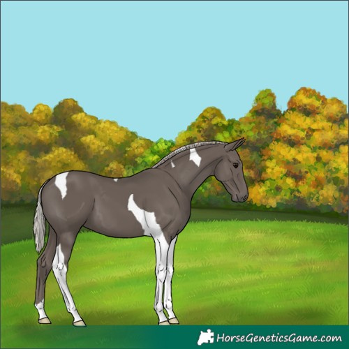 Horse Color:Silver Black Tobiano 
