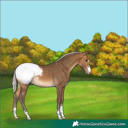 Horse Color:Silver Buckskin Appaloosa 
