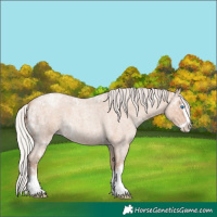 Horse Color:Silver Classic Champagne Ice Roan Splash